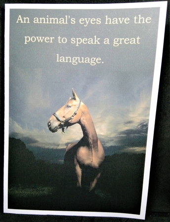 Horse 3 8x8 Quick Card by Margarette Blakeborough