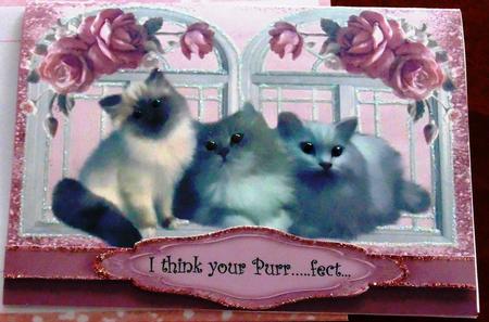 Cute Fluffy Kittens with Pink Roses A4 by Margarette Blakeborough