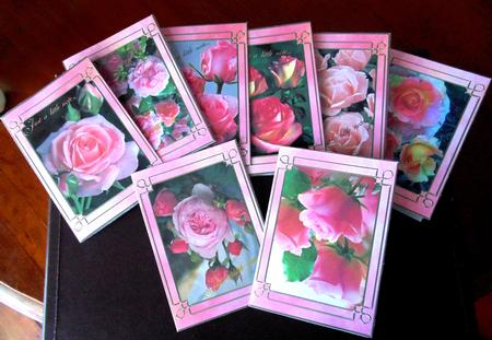 Flower Series: Pink Roses by Margarette Blakeborough