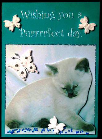 Furry Friends & Familiars - Cats - Pretty in White Deco +tag by Margarette Blakeborough