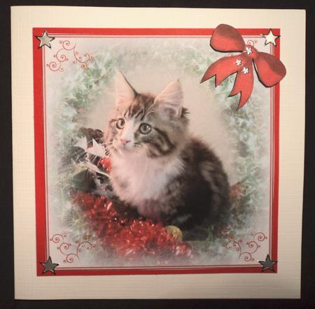Christmas Kitten by Marijke Kok