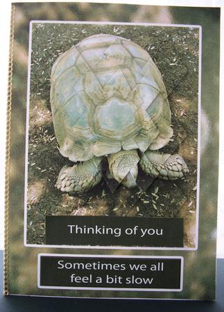 Things Will Get Better Tortoise3 by Maz Kfk