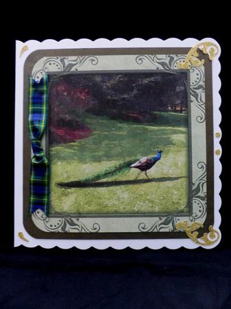 The Peacock by Maz Kfk