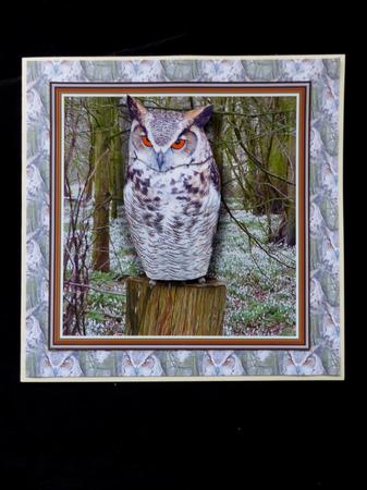 Long Eared Owl 3D Decoupage by Maz Kfk