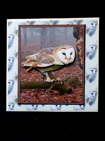 Barn Owl Background by Maz Kfk