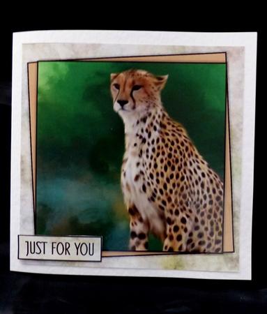 Gorgeous Cheetah Male or Female Card by Maz Kfk