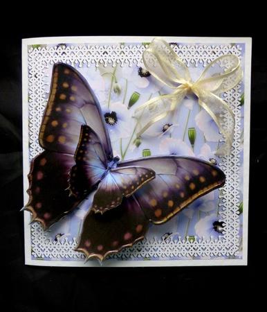 Butterfly Beauty 2 by Maz Kfk