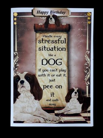 Handle Every Stressful Situation Like a Dog - spaniel by Maz Kfk