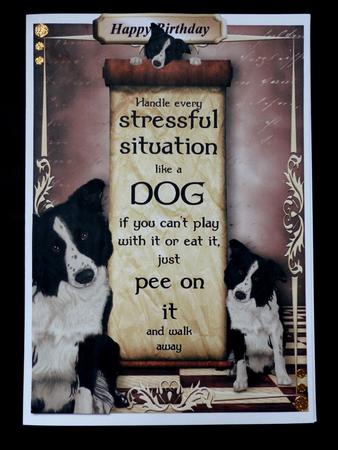 Handle Every Stressful Situation Like a Dog - border Collie by Maz Kfk