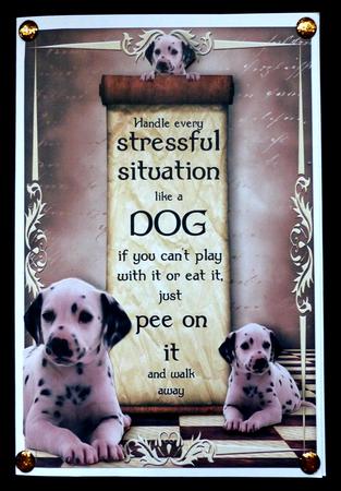 Handle Every Stressful Situation Like a Dog - dalmation by Maz Kfk