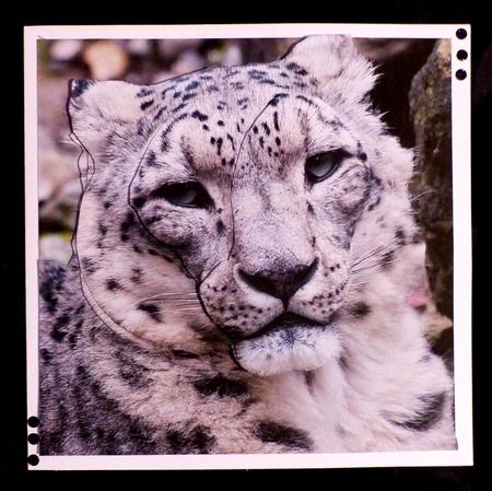 Because We Love Furries - Snow Lepard + Insert & Tag by Maz Kfk