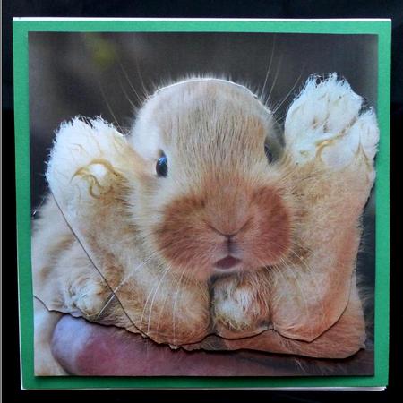 Furry Friends & Familiars - Rabbit Curled Up + Insert & Tag by Maz Kfk