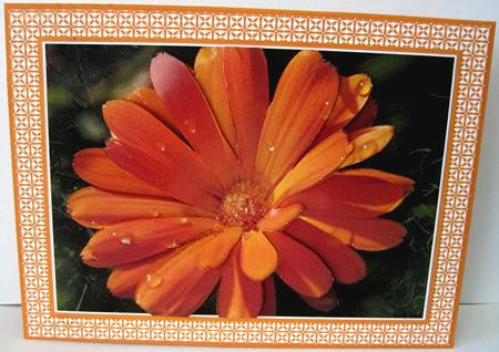 Marigold Flower by Marion Evans