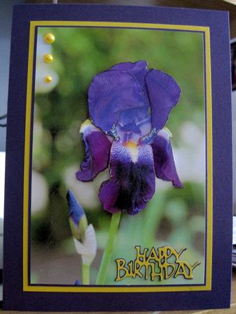 Iris by Marion Evans