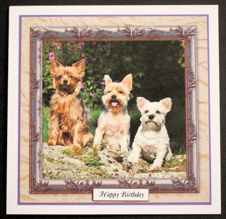VARIOUS MULTI SENTIMENTS 5 YORKIES by Marion Kimberley-Scott