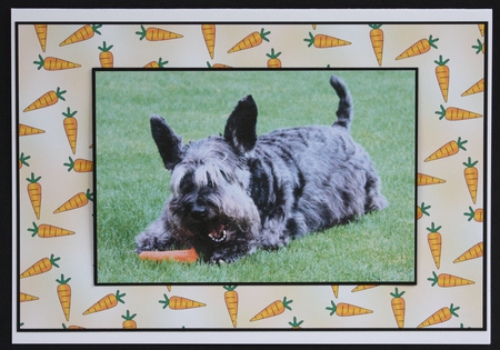Farmyard Friends Background Paper - Carrots by Marion Kimberley-Scott