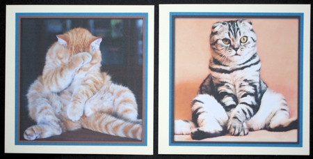 Bumper Kit Funny Cats Quick Cards by Marion Kimberley-Scott