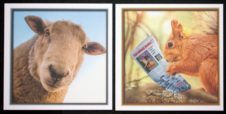 Bumper Kit Funny Animals Quick Cards by Marion Kimberley-Scott