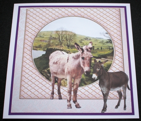 AND FRIENDS DONKEYS MISC SENTIMENTS by Marion Kimberley-Scott