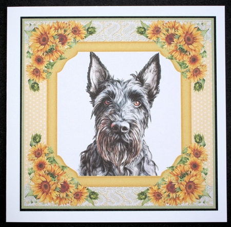 Sunflower Scottish terrier card front 1 by Marion Kimberley-Scott