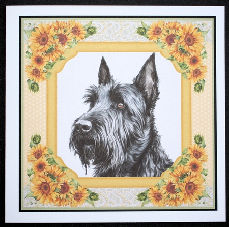 Sunflower Scottish terrier card front 2 by Marion Kimberley-Scott