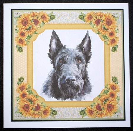 Sunflower Scottish terrier card front 4 by Marion Kimberley-Scott