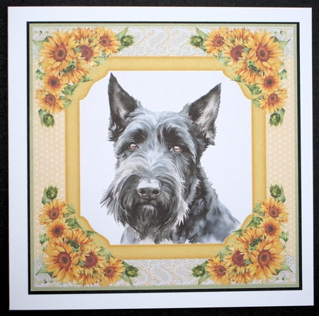 Sunflower Scottish terrier card front 5 by Marion Kimberley-Scott