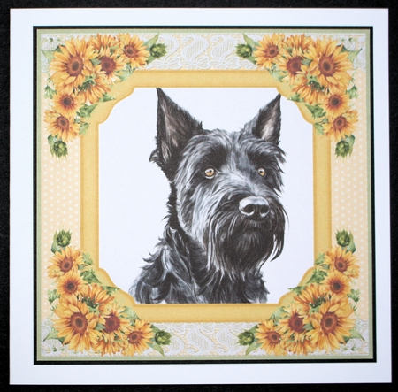Sunflower Scottish terrier card front 6 by Marion Kimberley-Scott