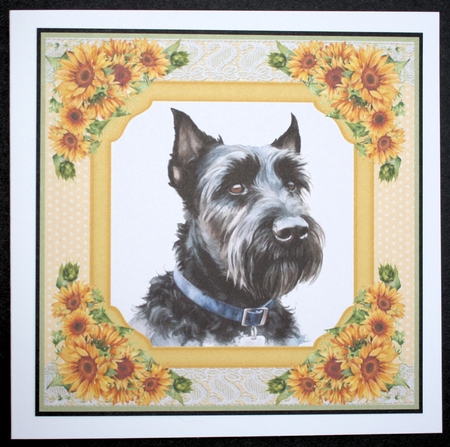Sunflower Scottish terrier card front 7 by Marion Kimberley-Scott
