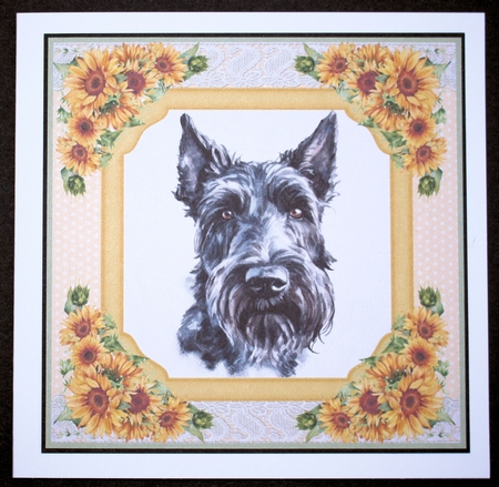 Sunflower Scottish terrier card front 8 by Marion Kimberley-Scott