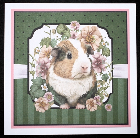 GUINEA PIG WISHES by Marion Kimberley-Scott