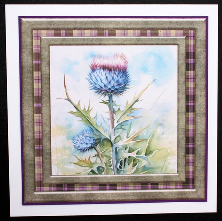 Tartan thistle card front 5 by Marion Kimberley-Scott