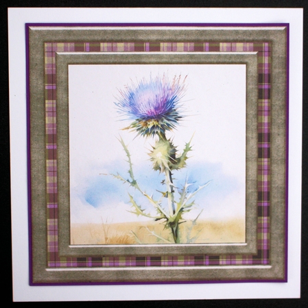 Tartan thistle card front 7 by Marion Kimberley-Scott