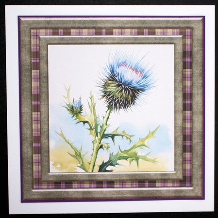 Tartan thistle card front 9 by Marion Kimberley-Scott