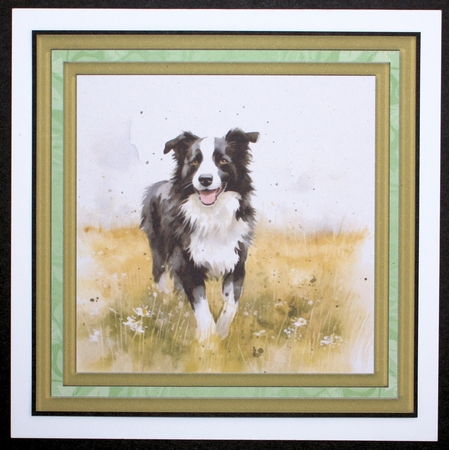Meadow Collie card front 2 by Marion Kimberley-Scott
