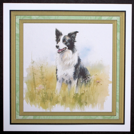 Meadow Collie card front 11 by Marion Kimberley-Scott