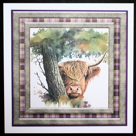 Hiding Highland cow card front 6 by Marion Kimberley-Scott