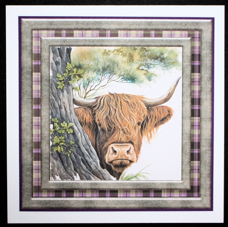 Hiding Highland cow card front 7 by Marion Kimberley-Scott