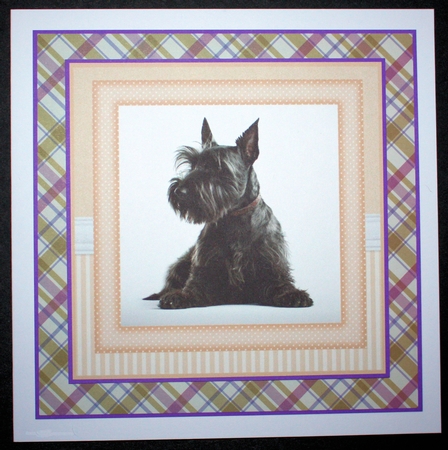 Peach 5x7 and 6x6 aprox Scottish terrier card fronts 2 by Marion Kimberley-Scott