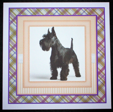 Peach 5x7 and 6x6 aprox Scottish terrier card fronts 8 by Marion Kimberley-Scott