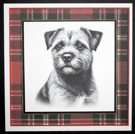 Border Terrier Pencil Sketch by Marion Kimberley-Scott