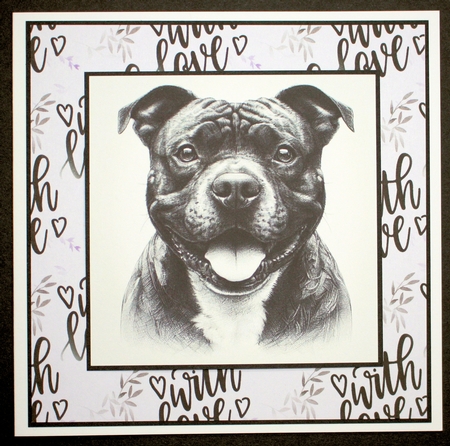  Pencil Sketch Staffie by Marion Kimberley-Scott