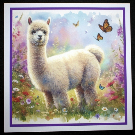 Summer Garden Alpacas  by Marion Kimberley-Scott