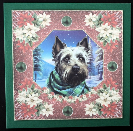 Poinsettia Scottish terrier card front 1 by Marion Kimberley-Scott