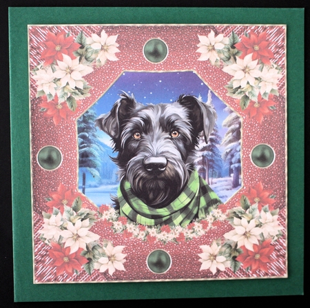 Poinsettia Scottish terrier card front 2 by Marion Kimberley-Scott