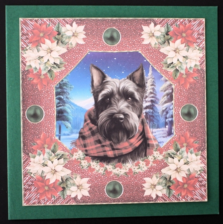 Poinsettia Scottish terrier card front 3 by Marion Kimberley-Scott