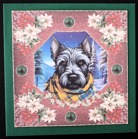 Poinsettia Scottish terrier card front 4 by Marion Kimberley-Scott