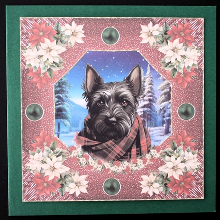 Poinsettia Scottish terrier card front 5 by Marion Kimberley-Scott
