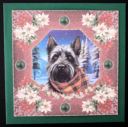 Poinsettia Scottish terrier card front 7 by Marion Kimberley-Scott