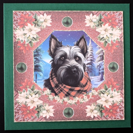 Poinsettia Scottish terrier card front 8 by Marion Kimberley-Scott
